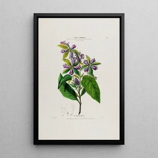 Etienne Denisse - Flore dAmerique dessinee dapres nature sur les lieux Pl051.webp