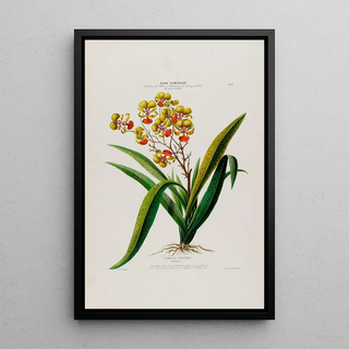 Etienne Denisse - Flore dAmerique dessinee dapres nature sur les lieux Pl053.webp