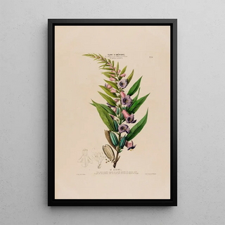 Etienne Denisse - Flore dAmerique dessinee dapres nature sur les lieux Pl055.webp