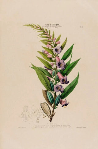 Etienne Denisse - Flore dAmerique dessinee dapres nature sur les lieux Pl055.webp