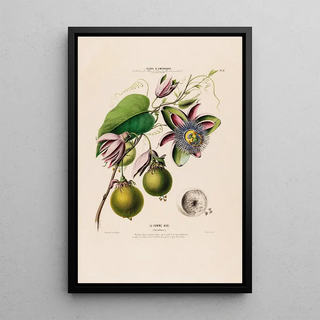 Etienne Denisse - Flore dAmerique dessinee dapres nature sur les lieux Pl056.webp