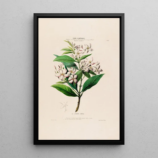 Etienne Denisse - Flore dAmerique dessinee dapres nature sur les lieux Pl057.webp