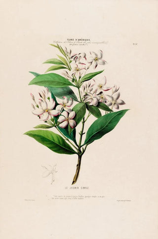 Etienne Denisse - Flore dAmerique dessinee dapres nature sur les lieux Pl057.webp