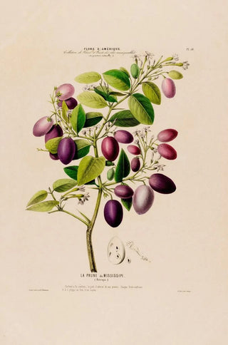 Etienne Denisse - Flore dAmerique dessinee dapres nature sur les lieux Pl058.webp