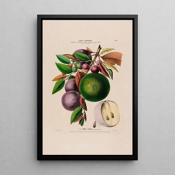 Etienne Denisse - Flore dAmerique dessinee dapres nature sur les lieux Pl059.webp