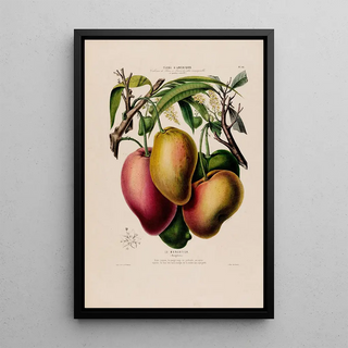 Etienne Denisse - Flore dAmerique dessinee dapres nature sur les lieux Pl061.webp