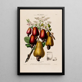 Etienne Denisse - Flore dAmerique dessinee dapres nature sur les lieux Pl063.webp