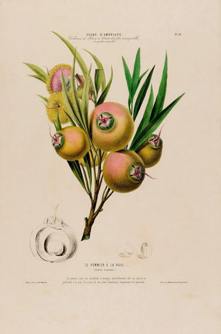 Etienne Denisse - Flore dAmerique dessinee dapres nature sur les lieux Pl067.webp