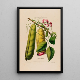 Etienne Denisse - Flore dAmerique dessinee dapres nature sur les lieux Pl069.webp