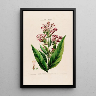 Etienne Denisse - Flore dAmerique dessinee dapres nature sur les lieux Pl070.webp