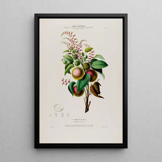 Etienne Denisse - Flore dAmerique dessinee dapres nature sur les lieux Pl073.webp