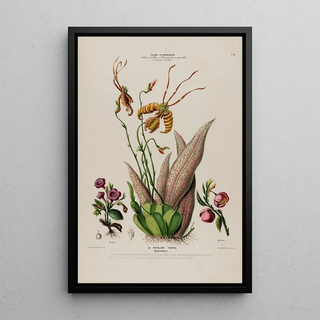 Etienne Denisse - Flore dAmerique dessinee dapres nature sur les lieux Pl074.webp