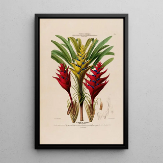 Etienne Denisse - Flore dAmerique dessinee dapres nature sur les lieux Pl075.webp