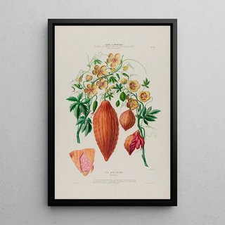 Etienne Denisse - Flore dAmerique dessinee dapres nature sur les lieux Pl076.webp