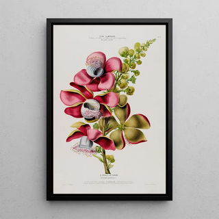 Etienne Denisse - Flore dAmerique dessinee dapres nature sur les lieux Pl079.webp