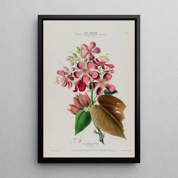 Etienne Denisse - Flore dAmerique dessinee dapres nature sur les lieux Pl081.webp