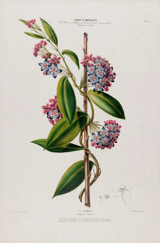 Etienne Denisse - Flore dAmerique dessinee dapres nature sur les lieux Pl083.webp