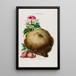 Etienne Denisse - Flore dAmerique dessinee dapres nature sur les lieux Pl085.webp