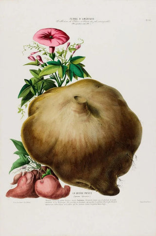 Etienne Denisse - Flore dAmerique dessinee dapres nature sur les lieux Pl085.webp