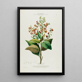 Etienne Denisse - Flore dAmerique dessinee dapres nature sur les lieux Pl091.webp