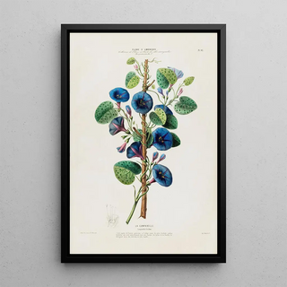 Etienne Denisse - Flore dAmerique dessinee dapres nature sur les lieux Pl092.webp