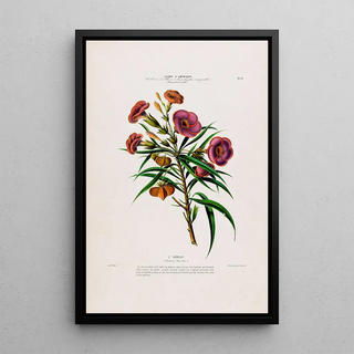 Etienne Denisse - Flore dAmerique dessinee dapres nature sur les lieux Pl093.webp