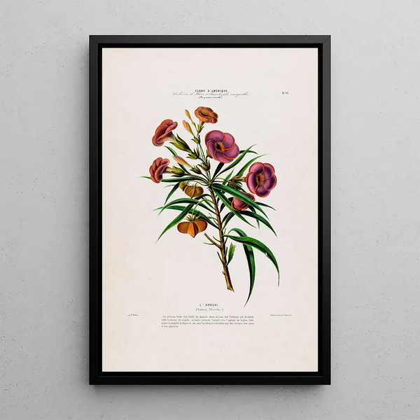 Etienne Denisse - Flore dAmerique dessinee dapres nature sur les lieux Pl093.webp