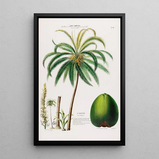 Etienne Denisse - Flore dAmerique dessinee dapres nature sur les lieux Pl096.webp