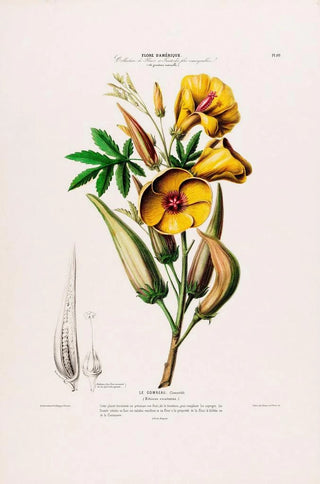 Etienne Denisse - Flore dAmerique dessinee dapres nature sur les lieux Pl099.webp