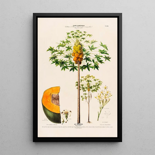 Etienne Denisse - Flore dAmerique dessinee dapres nature sur les lieux Pl100.webp