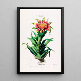 Etienne Denisse - Flore dAmerique dessinee dapres nature sur les lieux Pl101.webp