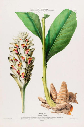 Etienne Denisse - Flore dAmerique dessinee dapres nature sur les lieux Pl102.webp