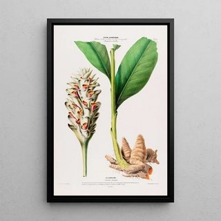 Etienne Denisse - Flore dAmerique dessinee dapres nature sur les lieux Pl102.webp