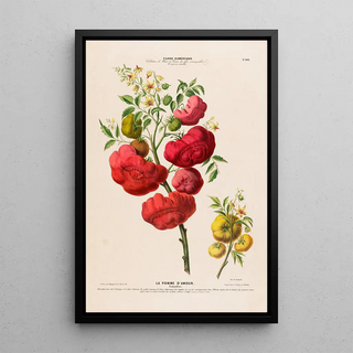 Etienne Denisse - Flore dAmerique dessinee dapres nature sur les lieux Pl103.webp