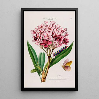 Etienne Denisse - Flore dAmerique dessinee dapres nature sur les lieux Pl104.webp