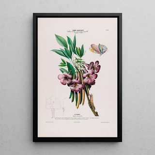 Etienne Denisse - Flore dAmerique dessinee dapres nature sur les lieux Pl105.webp