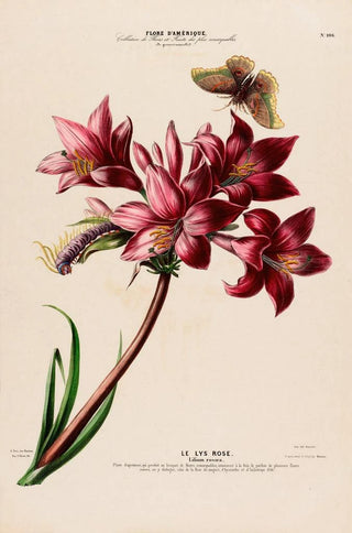 Etienne Denisse - Flore dAmerique dessinee dapres nature sur les lieux Pl106.webp