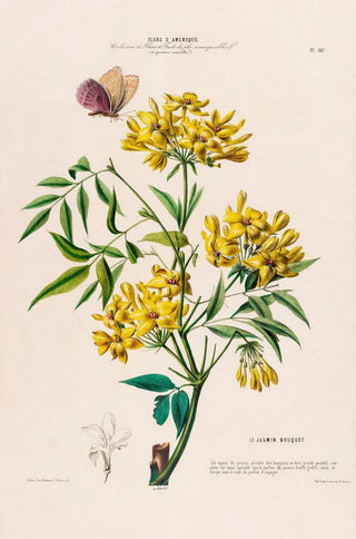 Etienne Denisse - Flore dAmerique dessinee dapres nature sur les lieux Pl107.webp