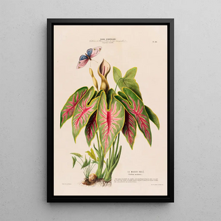 Etienne Denisse - Flore dAmerique dessinee dapres nature sur les lieux Pl108.webp