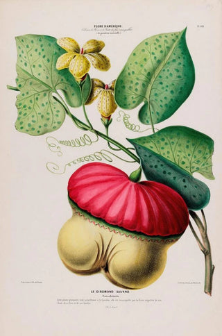 Etienne Denisse - Flore dAmerique dessinee dapres nature sur les lieux Pl109.webp