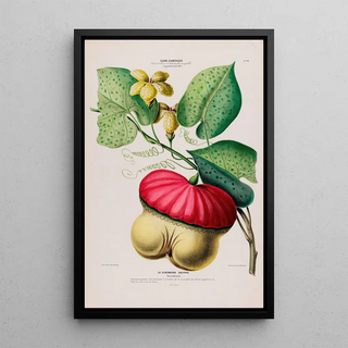 Etienne Denisse - Flore dAmerique dessinee dapres nature sur les lieux Pl109.webp