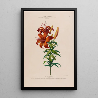 Etienne Denisse - Flore dAmerique dessinee dapres nature sur les lieux Pl115.webp