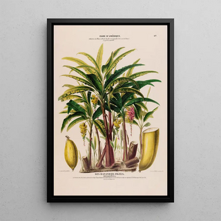 Etienne Denisse - Flore dAmerique dessinee dapres nature sur les lieux Pl117.webp