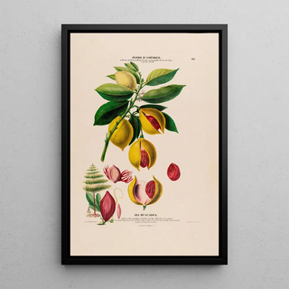 Etienne Denisse - Flore dAmerique dessinee dapres nature sur les lieux Pl118.webp