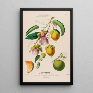 Etienne Denisse - Flore dAmerique dessinee dapres nature sur les lieux Pl120.webp