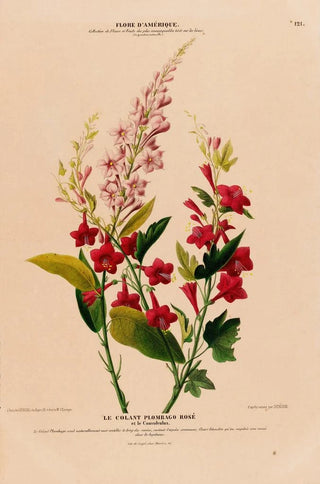 Etienne Denisse - Flore dAmerique dessinee dapres nature sur les lieux Pl121.webp