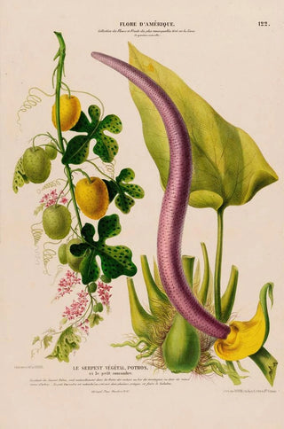 Etienne Denisse - Flore dAmerique dessinee dapres nature sur les lieux Pl122.webp