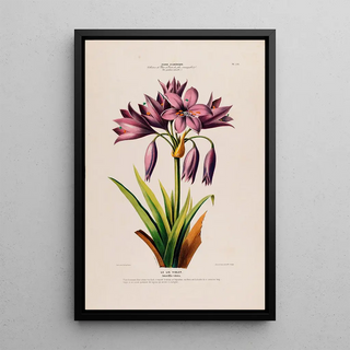 Etienne Denisse - Flore dAmerique dessinee dapres nature sur les lieux Pl126.webp