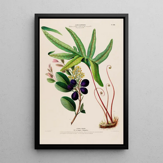 Etienne Denisse - Flore dAmerique dessinee dapres nature sur les lieux Pl128.webp