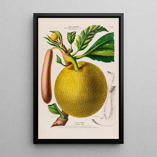 Etienne Denisse - Flore dAmerique dessinee dapres nature sur les lieux Pl129.webp